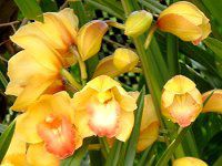 VrWE(Cymbidium)