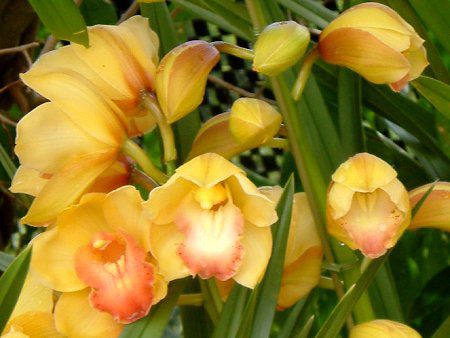 VrWE(Cymbidium)