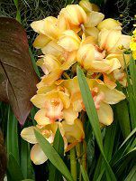 VrWE(Cymbidium)