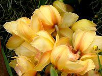 VrWE(Cymbidium)