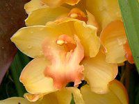 VrE(Cymbidium)