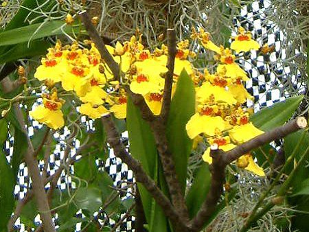 オンシジュウム Oncidium かぎけんweb