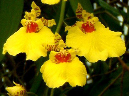 オンシジュウム Oncidium かぎけんweb