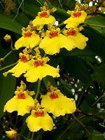 IVWE(Oncidium)