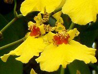 IVWE(Oncidium)