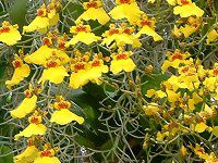IVWE(Oncidium)