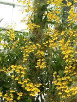 IVWE(Oncidium)