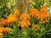 Gsfh(Epidendrum)