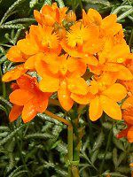 Gsfh(Epidendrum)