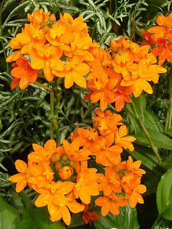 Gsfh(Epidendrum)