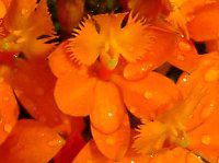 Gsfh(Epidendrum)