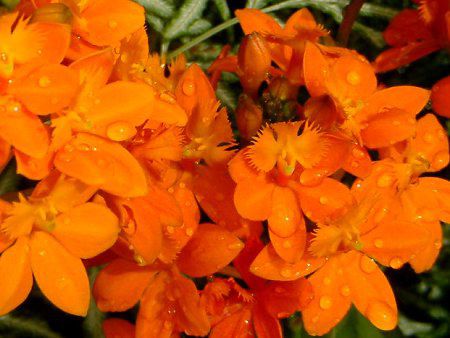 Gsfh(Epidendrum)