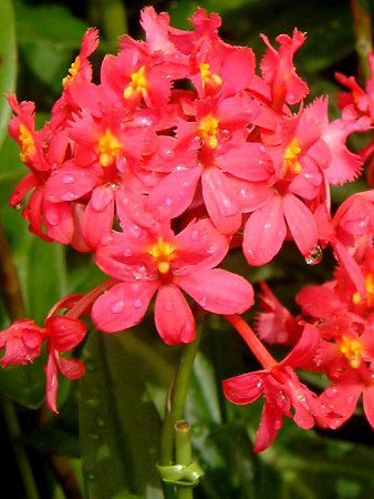 Gsfh(Epidendrum)