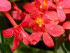 Gsfh(Epidendrum)