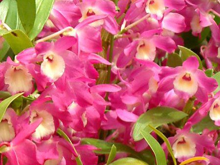 fhrE(Dendrobium)