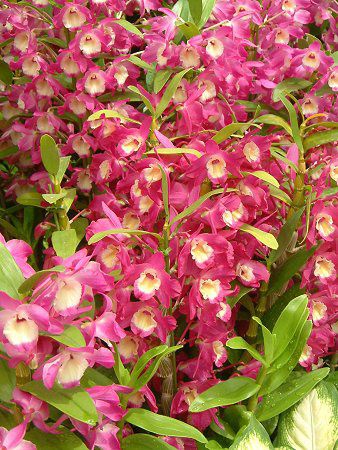デンドロビウム(Dendrobium)【かぎけんWEB】