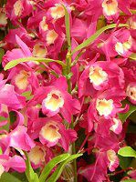 fhrE(Dendrobium)