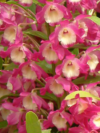 fhrE(Dendrobium)