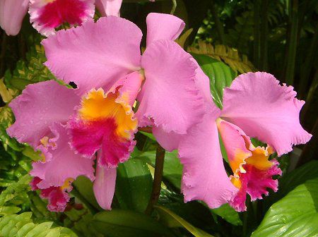 JgA(Cattleya)