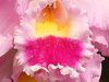 JgA(Cattleya) 