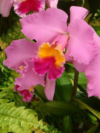 JgA(Cattleya)