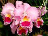 JgA(Cattleya) 