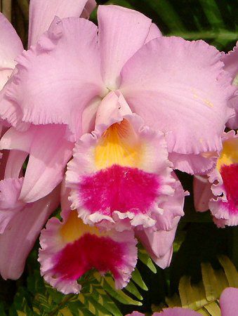JgA(Cattleya)