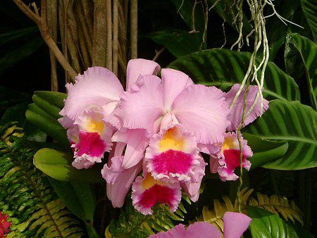 Resoll  CATTLEYA（カトレア） カトレア 鉢花 2輪付き（白色） | みさと洋蘭園（MISATO Orchids）