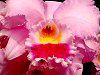 JgA(Cattleya) 