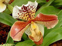 ptBIyfBEfieBiDelenati) 