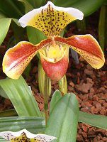 ptBIyfBECVOl(Paphiopedilum)
