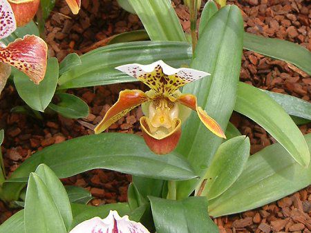 パフィオペディルム(Paphiopedilum) 【かぎけんWEB】