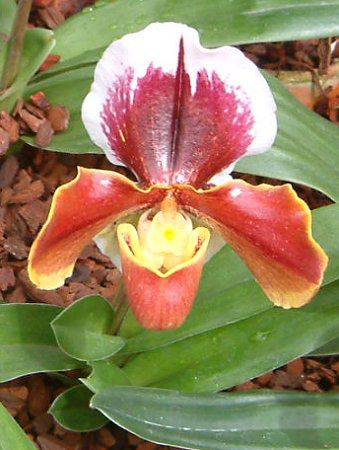 ptBIyfB(Paphiopedilum)