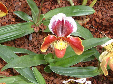 ptBIyfB(Paphiopedilum)