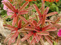 lIQAEt@C[{[(Neoregelia 'Fireball')