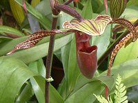 ptBIyfBEfieBiDelenati) 