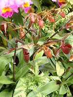 ptBIyfBEfieBiDelenati) 