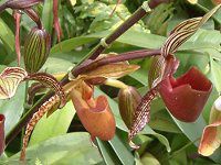 ptBIyfBEfieBiDelenati) 