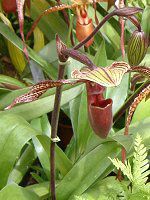 ptBIyfBEfieBiDelenati) 