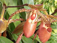 ptBIyfBEfieBiDelenati) 