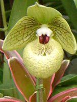 ptBIyfB(Paphiopedilum)