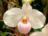 ptBIyfBEfieBiDelenati) 