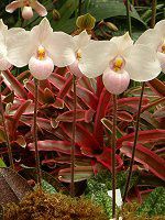 ptBIyfBEfieBiDelenati) 