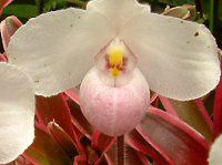 ptBIyfBEfieBiDelenati) 