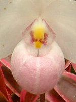 ptBIyfBEfieBiDelenati) 