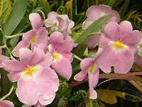 ~gjA(Miltonia)