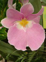 ~gjA(Miltonia)