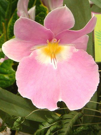 ~gjA(Miltonia)