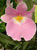 ~gjA(Miltonia) 