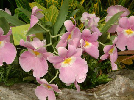~gjA(Miltonia)
